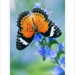 *** Krása motýlích křídel ***