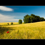 ... o červené menšině ...