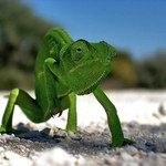 ..: small dragon :..