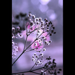 ***MODROFIALOVÉ RÁNO***