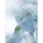 *** LIGHT BLUE ***