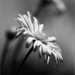 Výhledy z mraveniště