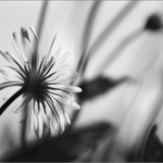 Výhledy z mraveniště