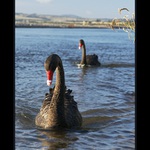 Černá Labuť - New Zealand