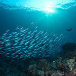 Podvečer na korálovém útesu