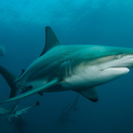 Carcharhinus limbatus