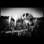 Phoebe, aneb Klackonoš Kuřimský..