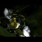 V zeleném hávu III