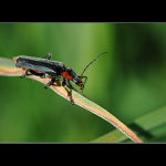 = Na šikmé ploše =