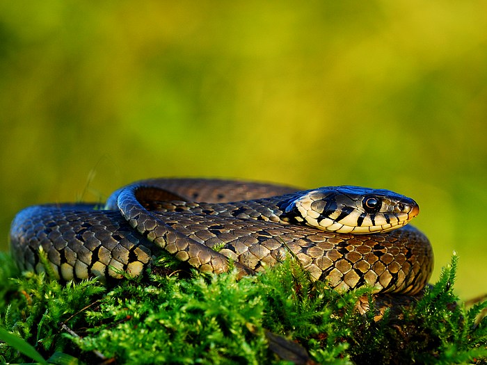 ...Večerní setkání...