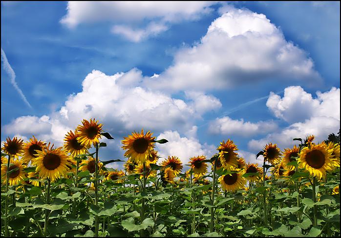 Tak jako slunečnice ..............