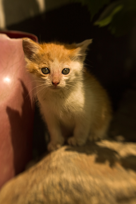 Malá modelka