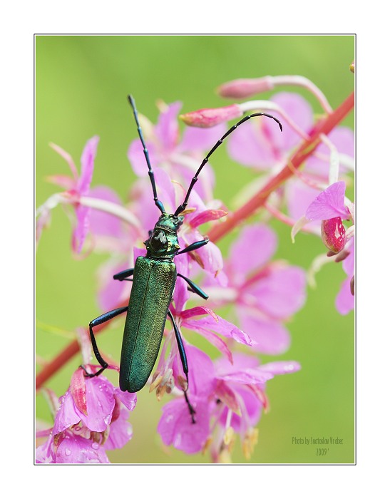 Chlapík v zeleném smokingu