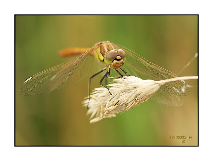 Okatý dvojplošník