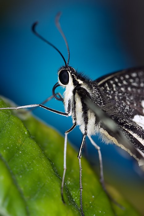 Butterfly climber