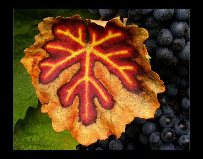 Signum cruci Vitis