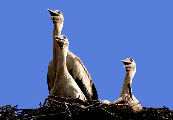 Synchronizácia