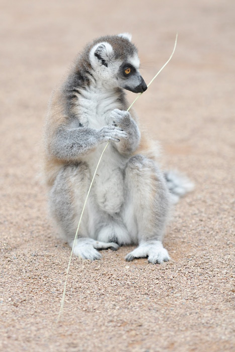 Lemur kata