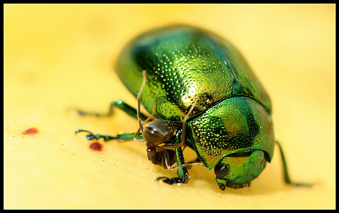 Jo,jo,ještě tam mě poškrab!