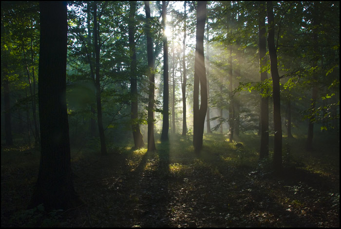Slunce vstává a s ním ožívá celý les