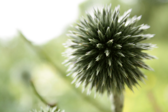 Hedgehog ;)