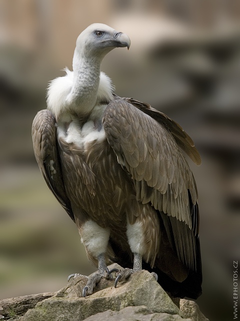 Sup bělohlavý (Gyps fulvus)