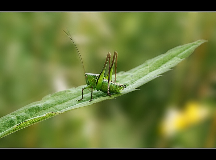 Hop