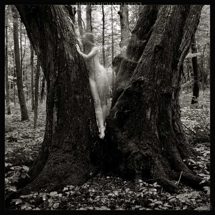 Hamadryad - Lípa