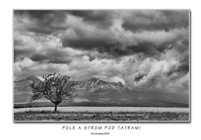 Pole a strom pod Tatrami