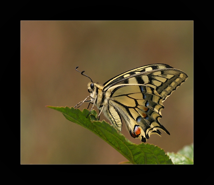 Vidlochvost feniklový ( Papilio machaon L)