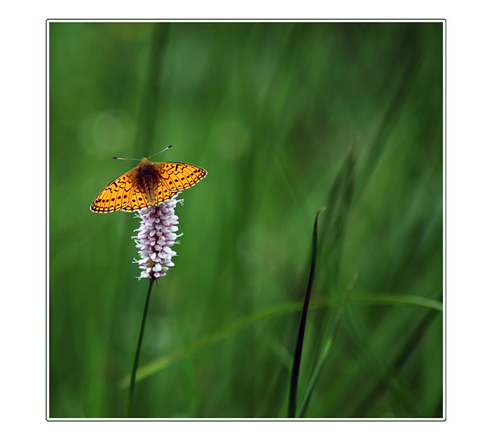 Motýlek II