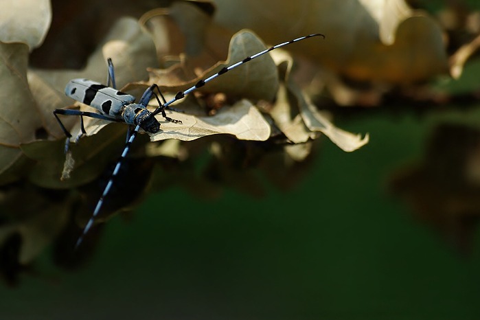 Bratranec Ferda mravca