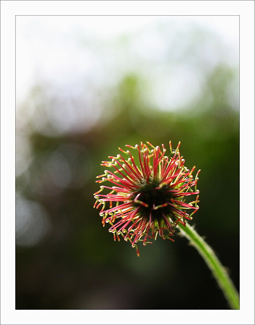 ~lollipop~
