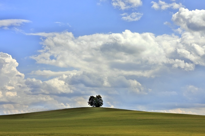 strom příbor