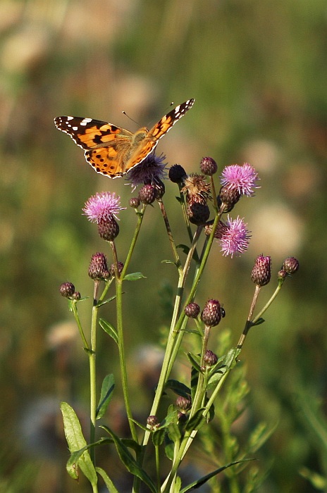 Henri Charriere a Louis Dega