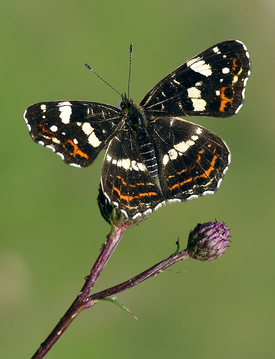 babočka síťkovaná