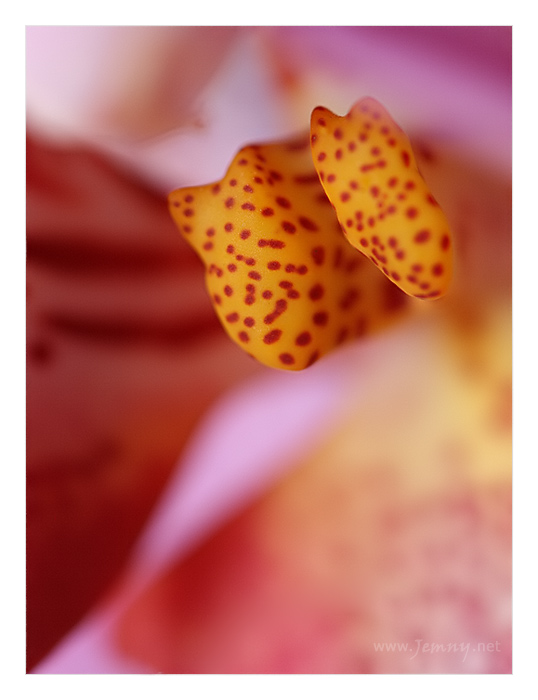 orchidej v ruzove