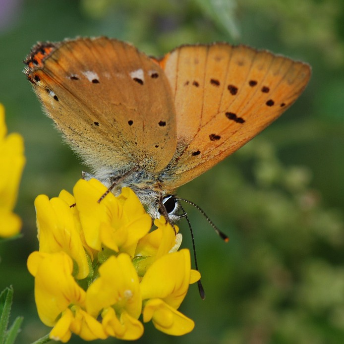 ohniváček celíkový