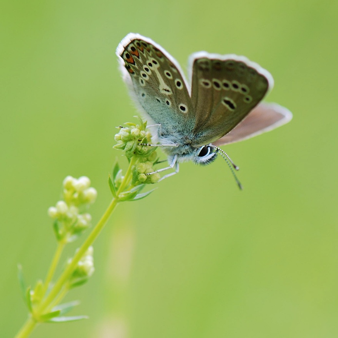 Modrásek bělopásný