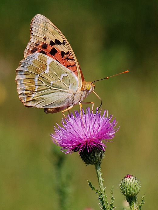 Perleťovec červený
