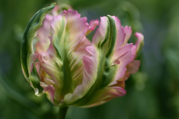 strapaty tulipan