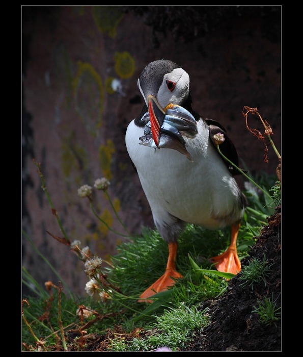 Papuchalk bělobradý plochozobý