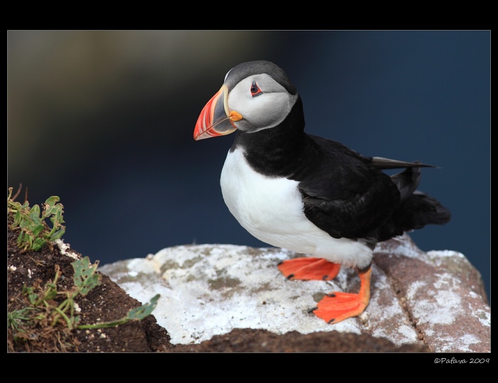 Papuchalk bělobradý plochozobý