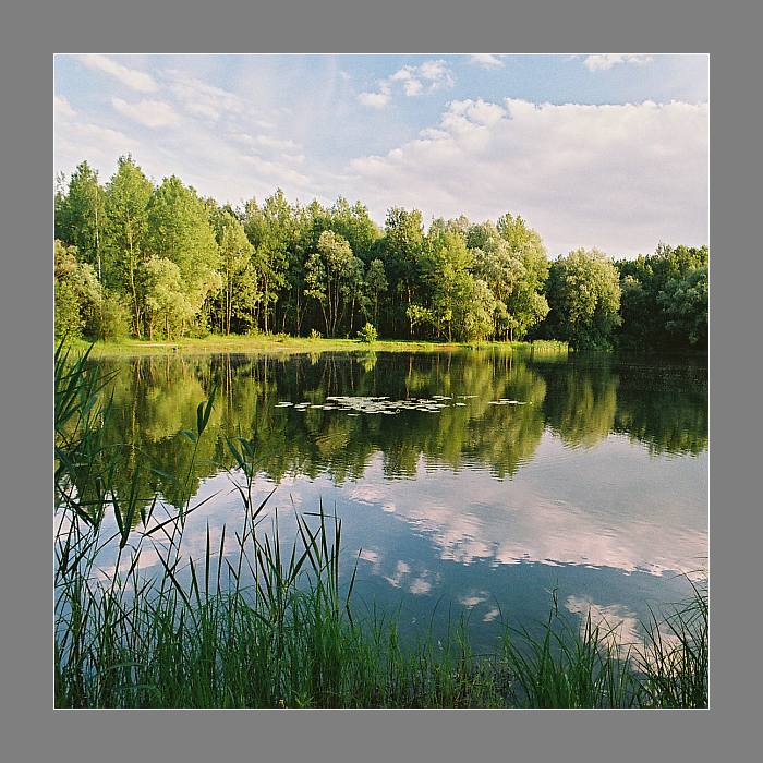 Borovinka