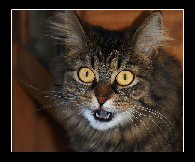 :: cat ::