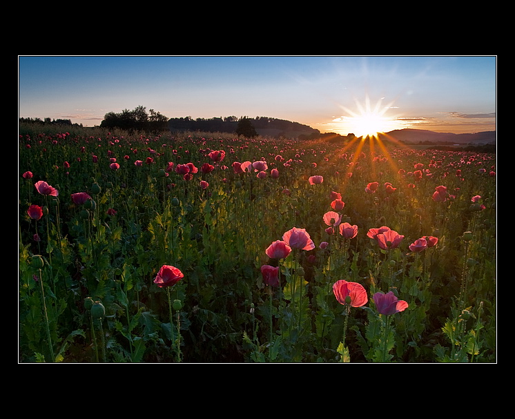 Růžově makové pole a pozvání do mé fotogalerie