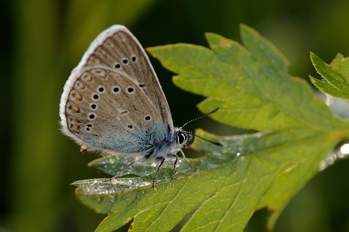 Modrásek v protisvětle