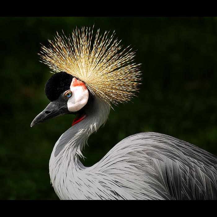 *** JEŘÁB KRÁLOVSKÝ ***