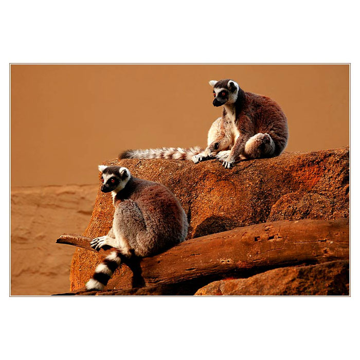 *** BRÁCHO, VIDÍŠ JAK NA NÁS ZASE BLBĚ ČUMÍ... ***