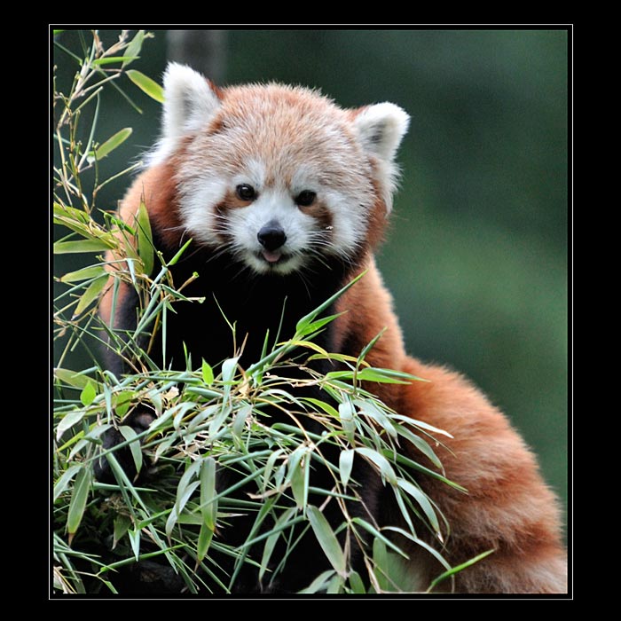 Panda Červená